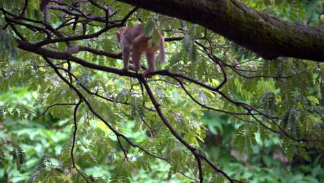 2 monkey playing on tree