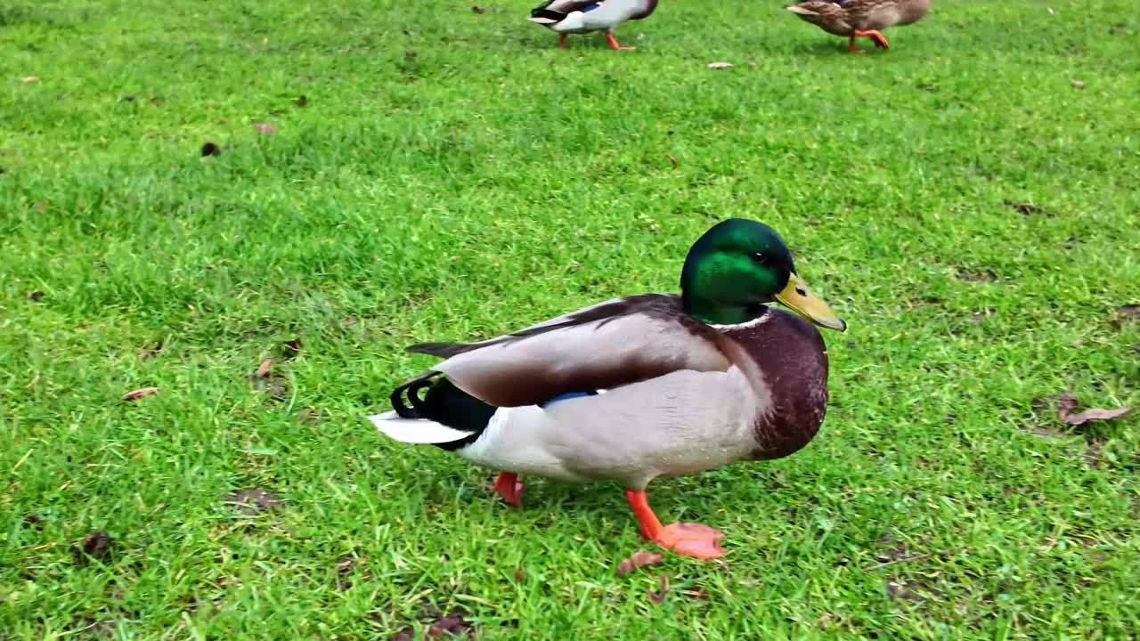 Carrellata di un germano reale maschio che cammina sull'erba verde in un prato del parco con un'altra anatra sullo sfondo.
