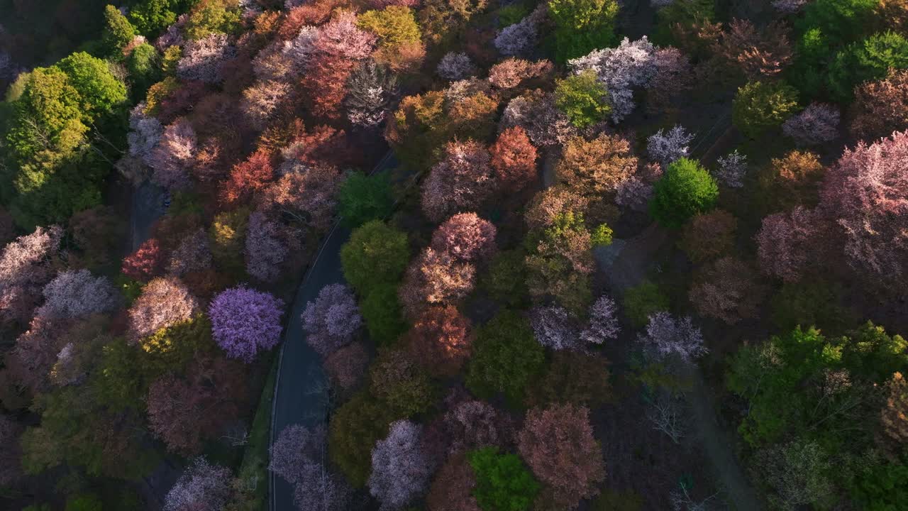 Aerial fly above pink colored cherry blossom sakura trees flowered, Japanese landscape at Mount Yoshino, car drives by mountain street