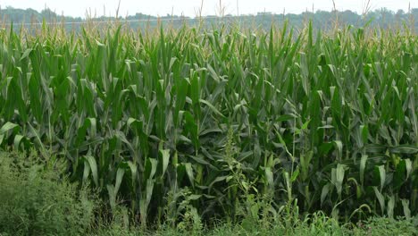 Ein-Maisfeld,-Das-An-Einem-Sommertag-Im-Wind-Weht