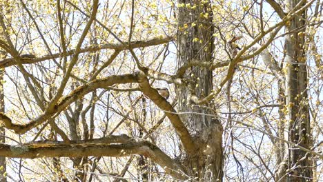 bird of prey sitting on branch inside thicket ripping into meat from an animal it just killed