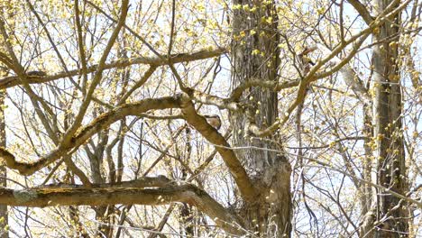 bird of prey sitting on branch inside thicket ripping into meat from an animal it just killed