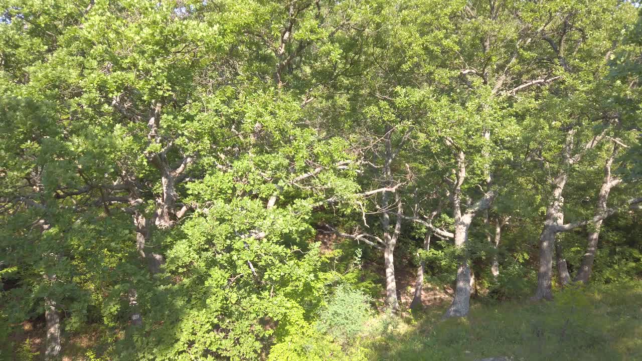 Tall, oak trees in a Balkan mountain. Green leaves on the branches, illuminated by the sunlight. Calm forest landscape in the spring in Topolitsa, Stara Planina, Bulgaria. Pan left.