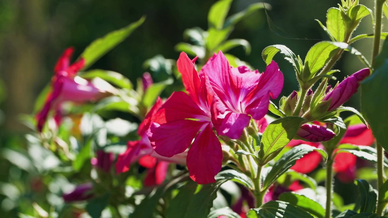 Primo piano di vivaci fiori rosa che sbocciano alla luce del sole