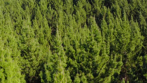 Rising-from-dense-pine-tree-forest,-evergreen-woodland-in-New-Zealand,-aerial