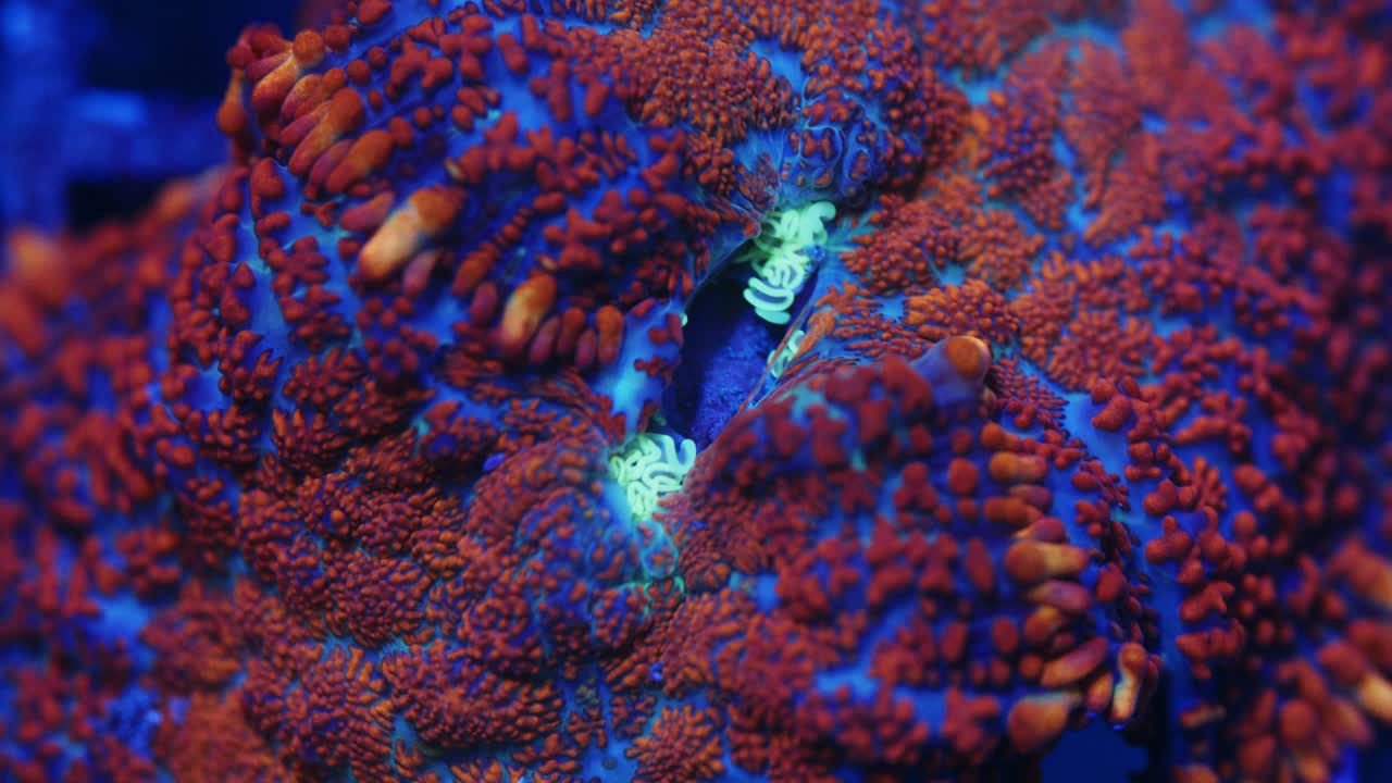 Macro shot of Superman Rhodactis coral under actinic lighting, showing blue base, red ridges, orange edges, and exposed teal inner tissue details in reef aquarium