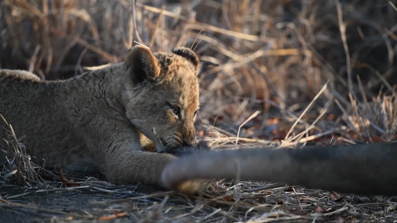een kleine leeuwenwelp die in rust de staart van zijn moeder vasthoudt en bijt