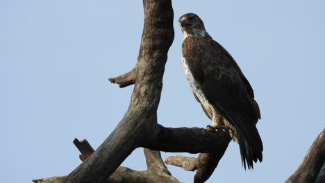 águila relajándose en el árbol uhd mp4 4k