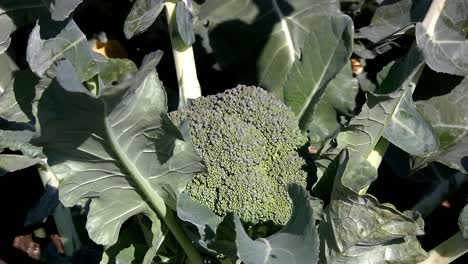 broccoli prior to harvest in california, usa