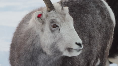 a close-up glimpse of a dall sheep bearing a tagged ear id and big horns in yukon’s deep winter snow. this scene reveals the raw survival instincts of canada’s alpine cattle herd.
