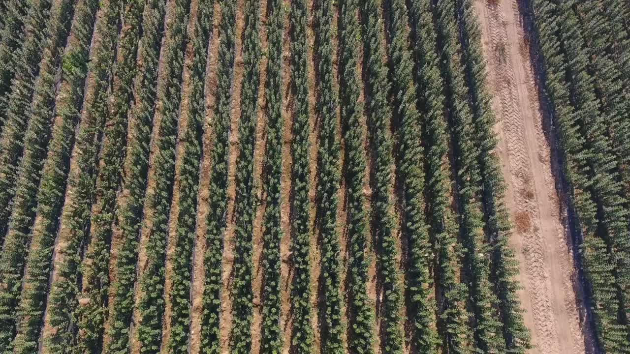 campo lleno de árboles frutales y plantas