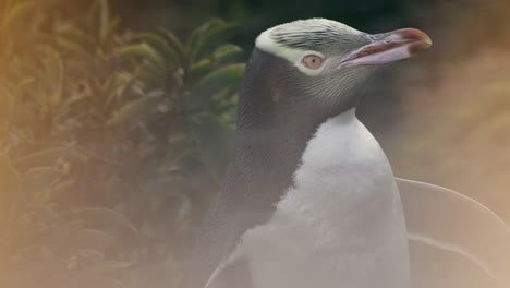 a breathtaking spectacle of yellow-eyed penguin at sunset in katiki point lighthouse, moeraki, new zealand - close up