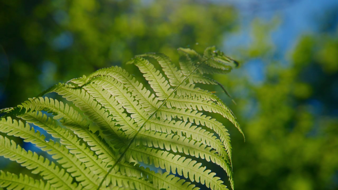 Close-up of a Green Fern Leaf in a Forest