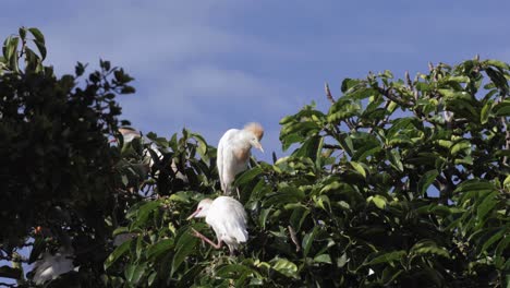 White-cattle-egret-birds-on-a-tree,-natural-environment-with-bright-outdoor-sky-backdrop
