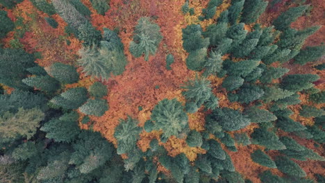 bird's eye view flying over beautiful autumn trees