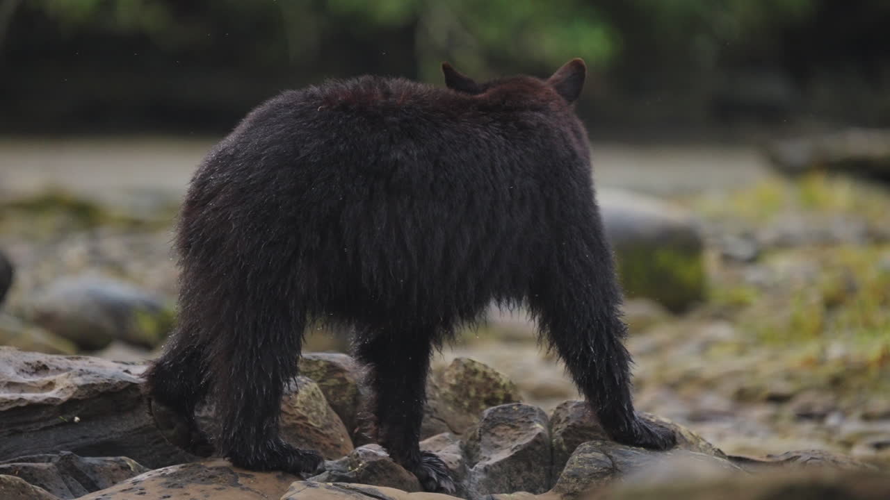 Orso nero lungo il fiume nella Columbia Britannica, alla ricerca di salmone di cui nutrirsi prima di andare in letargo per l'inverno