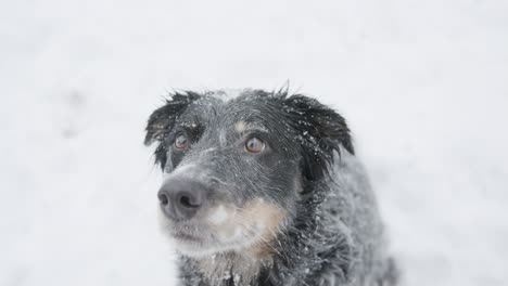 Nahaufnahme-Eines-Entzückenden-Hütehundes,-Der-Im-Schnee-Sitzt