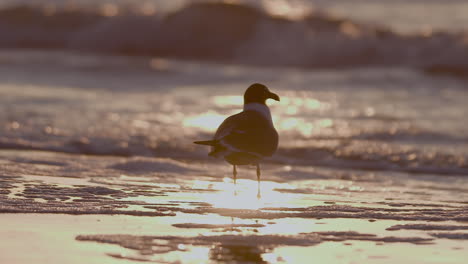 Amanecer-En-La-Playa-De-La-Costa-Del-Golfo-Con-Gaviotas