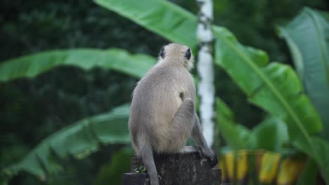 Black-faces-monkeys-sat-on-wall