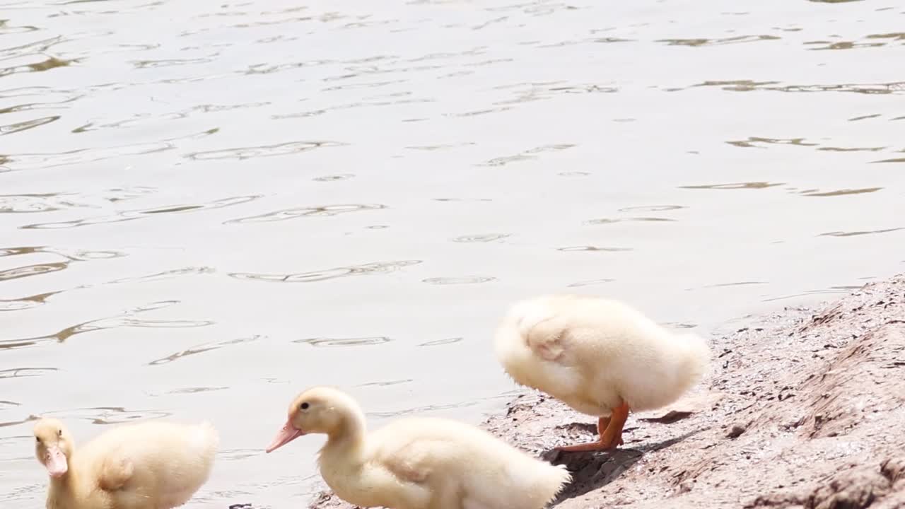 Two ducklings explore a rocky lakeshore, walking and observing their surroundings in the sunlight.