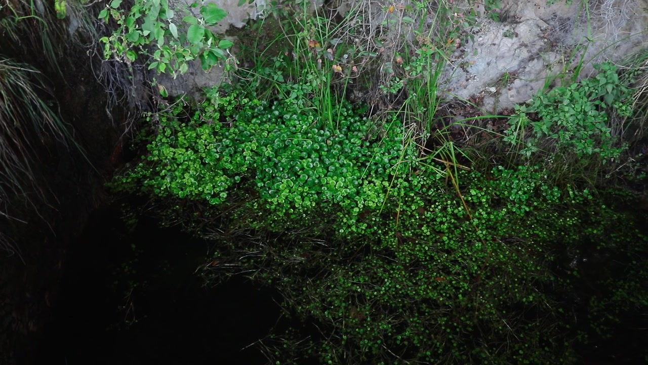 Scogliere e fiume nella foresta nel Cañón de la Garita, Sierra Pénjamo a Guanajuato, Messico
