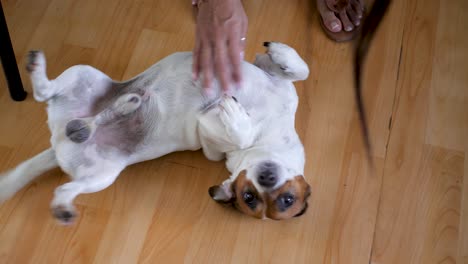 Slowmotion-scene-with-Latin-American-woman-petting-and-playing-with-Jack-Russell-dog-|-Mexican-woman-with-veiny-hands-caresses-the-dog