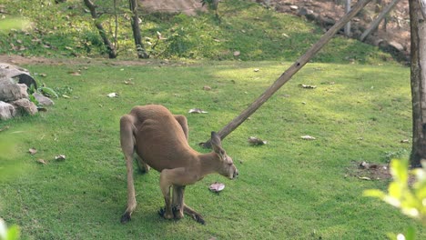 un canguro marrón gracioso se rasca el vientre en un zoológico tropical.