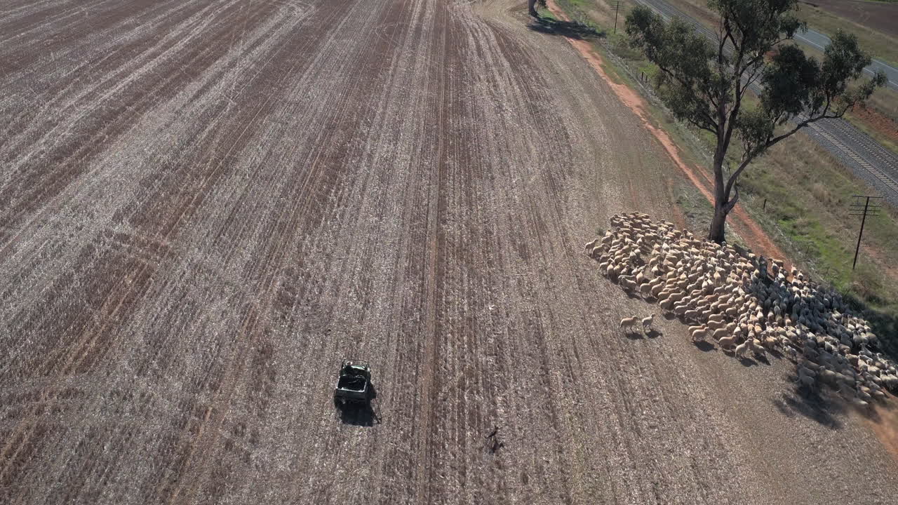 호주 예롱 크릭 와가 와가 뉴사우스웨일스의 시골 마을에 있는 큰 목장에서 양 떼가 가축 개와 4륜 오토바이에 의해 반올림되는 공중 전망