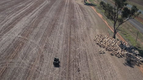 vista aérea de un rebaño de ovejas rodeado por perros de ganado y una motocicleta de cuatro ruedas en un gran potrero en la ciudad rural de yerong creek wagga wagga nsw australia