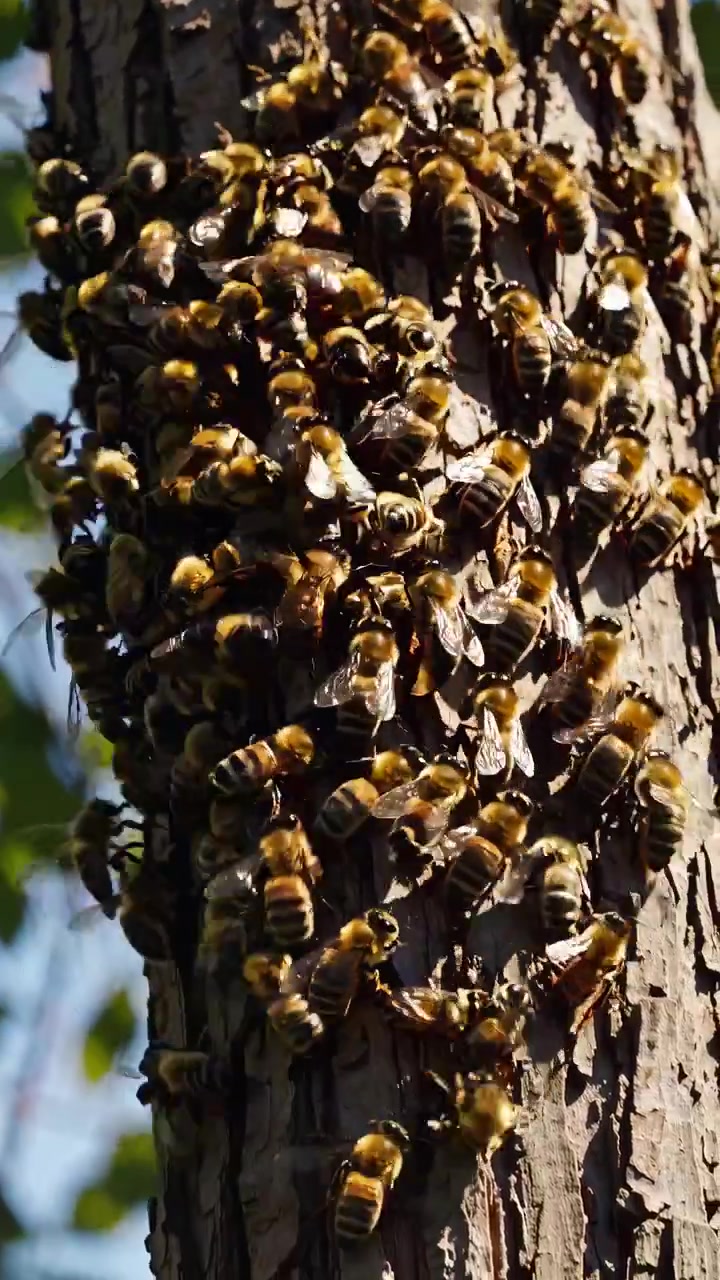 Swarm of Honey Bees Clustered on Tree Bark