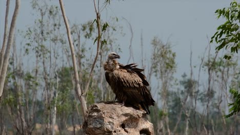 喜马拉雅高原 (himalayan gryphon vulture) 濒临灭绝,由于食物来源和<unk>息地丧失,