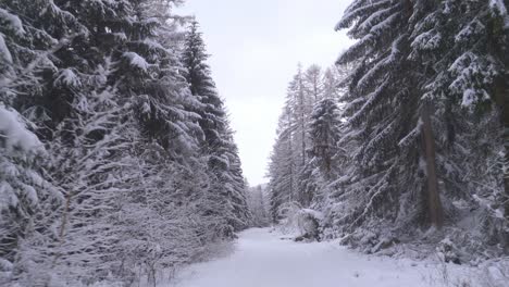 pov car ride on snowy trail in snow covered forest full of pines on a cold, winter day - fpv, drivers point of view