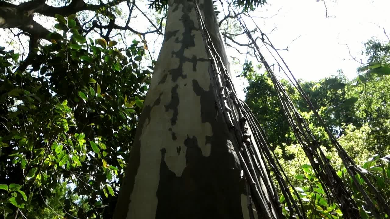 viñas colgando del tallo de un árbol frondoso en una exuberante selva tropical