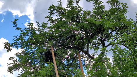 trap tools for wild bees or for swarming bees