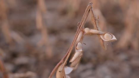 Opened-pods-with-mature-organic-soy-beans-on-field-ready-for-harvest