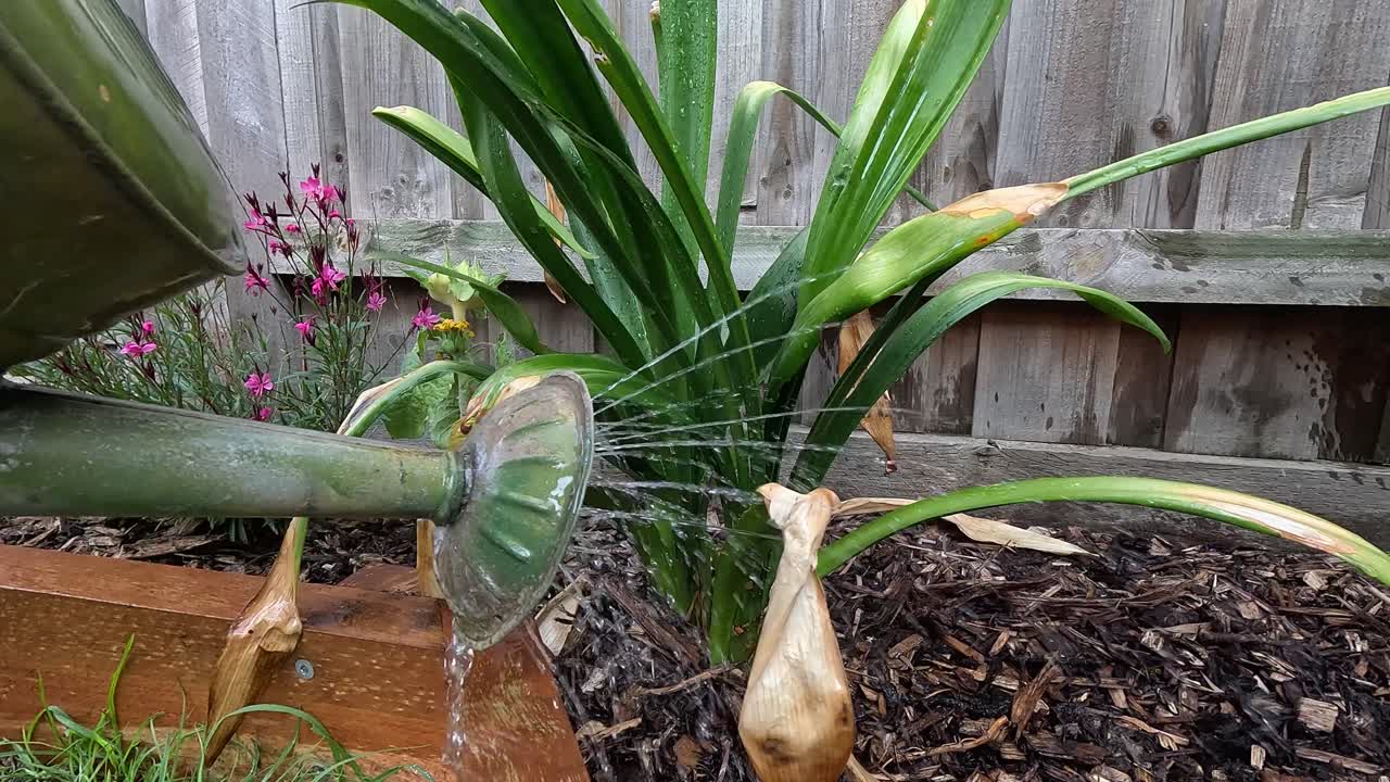 En vandkande nærer en grøn plante med falmede blade, placeret op mod et træhegn. Ideel til havearbejde og plantepleje-temaer.