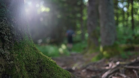 The-sun-glows-through-the-thick-foliage-in