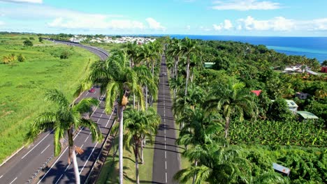 fly over royal palm trees in allee dumanoir in guadeloupe, capesterre belle eau, france