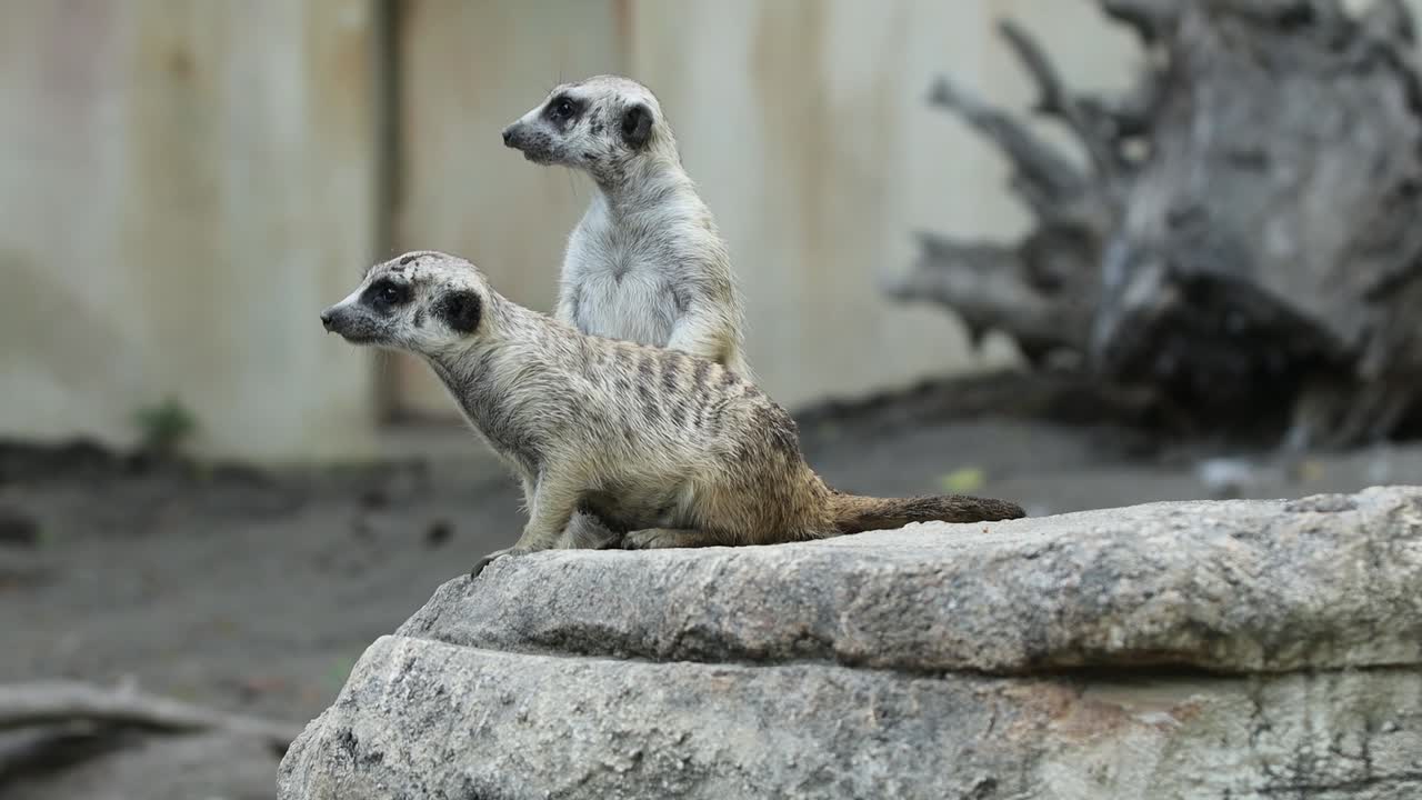 Meerkat Standing Alert on Stone in Natural Habitat with Rocky Background
