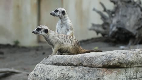 meerkat standing alert on stone in natural habitat with rocky background