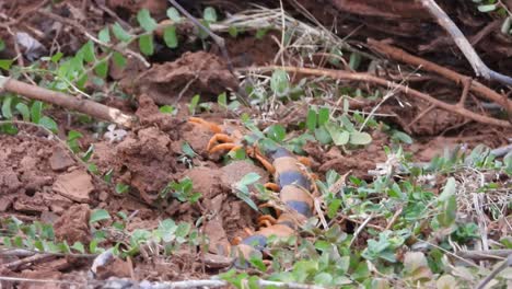 Scolopendra-Hardwickei-En-Suelo-Encontrar-Rezar