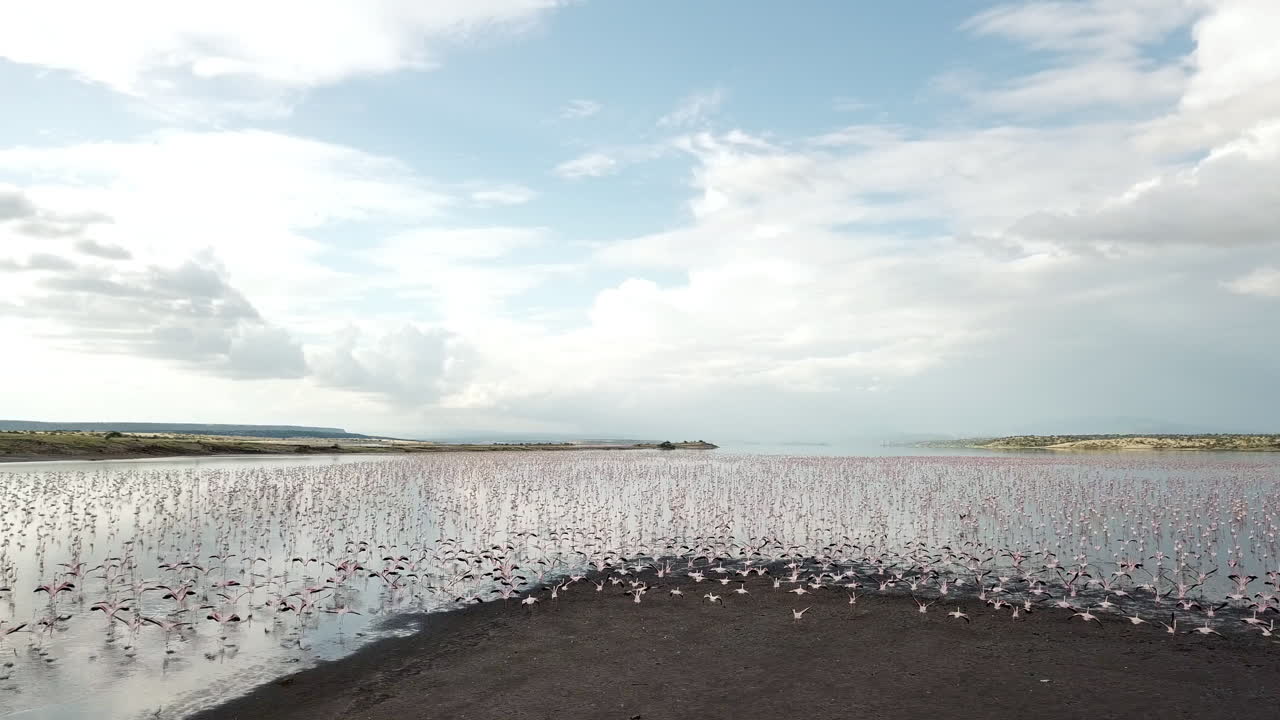 동아프리카 케냐 마가디 호수에서 분홍색과 흰색 플라밍고 무리를 지나는 아름다운 드론 샷