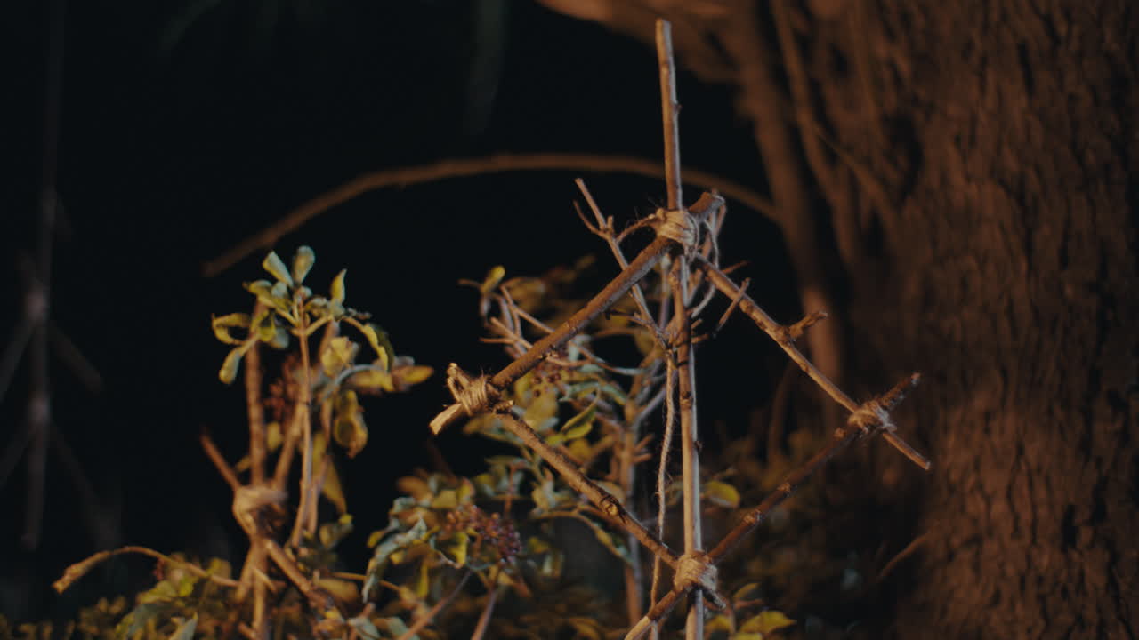 Close-up of a plant with a homemade support structure at night