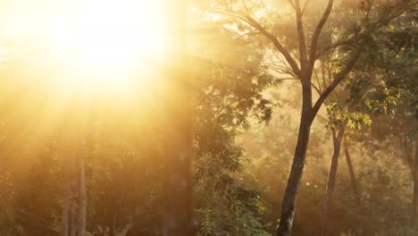 Rays-of-bursting-sunlight-in-a-misty-forest