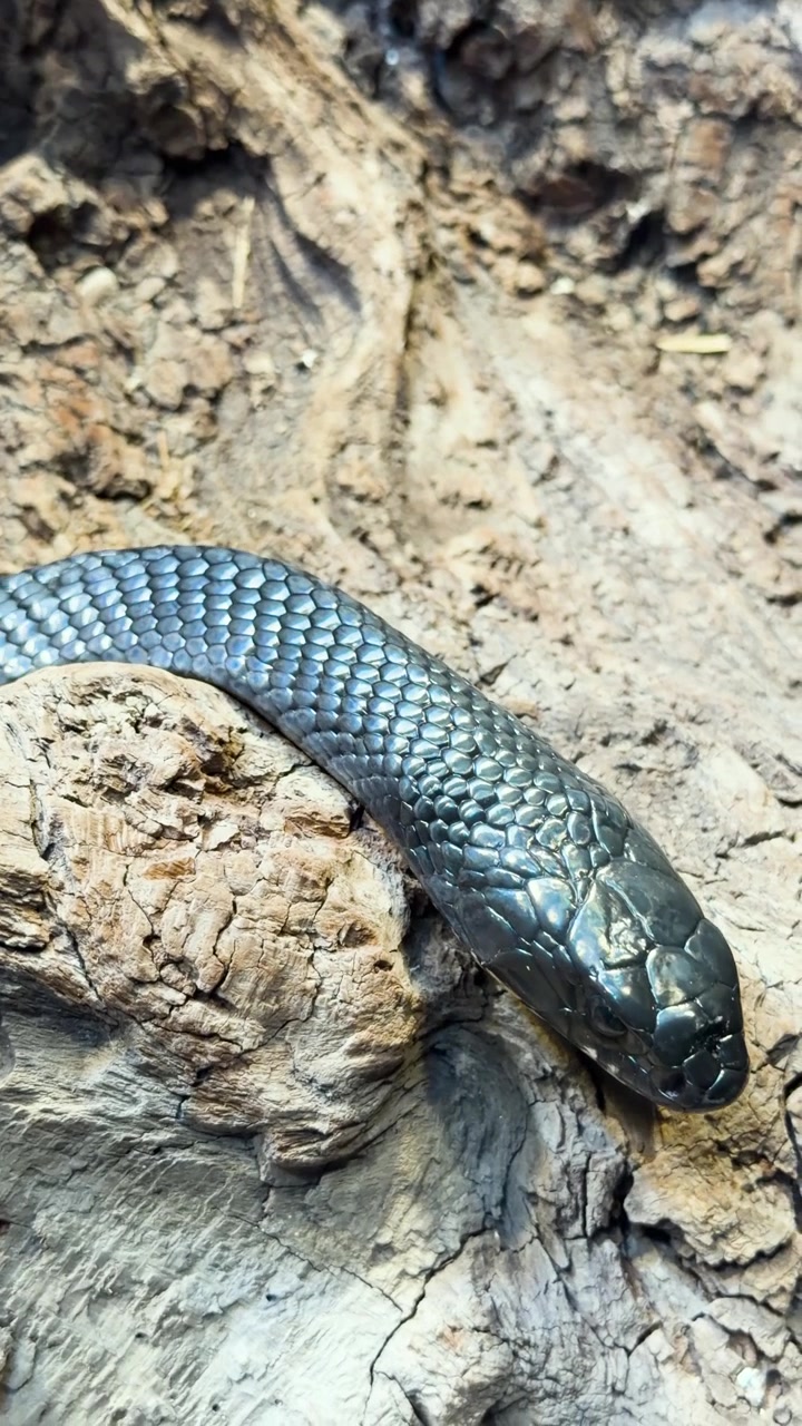 Serpente cribo dalla coda nera che riposa su legno chiaro stagionato in un habitat naturalistico secco, striscia lentamente lungo il recinto, verticale
