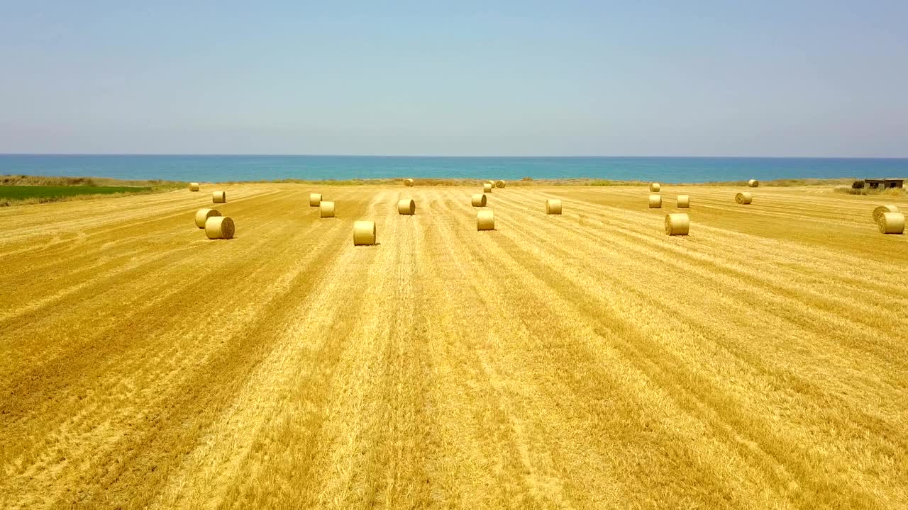 Yuvarlak saman balyalarıyla sarı tarla. Hasat