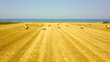 yellow field with round sheaves of hay. harvest