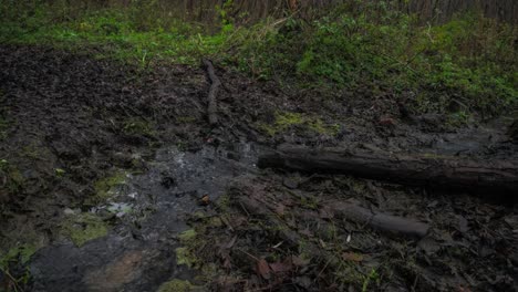 Zeitraffer-Von-Braungrünem-Wasser,-Das-Durch-Einen-Bach-In-Einem-Dunklen-Wald-Fließt