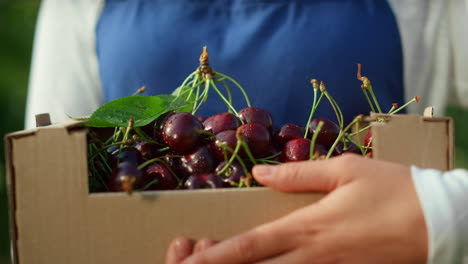 Farmer-hands-holding-box-with-fresh-orchard-cherry-at-sunny-modern-plantation.