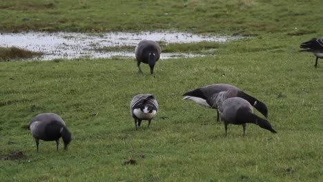 Pequeña-Bandada-De-Gansos-De-Brent,-Branta-Bernicla,-Alimentándose-De-Hierba